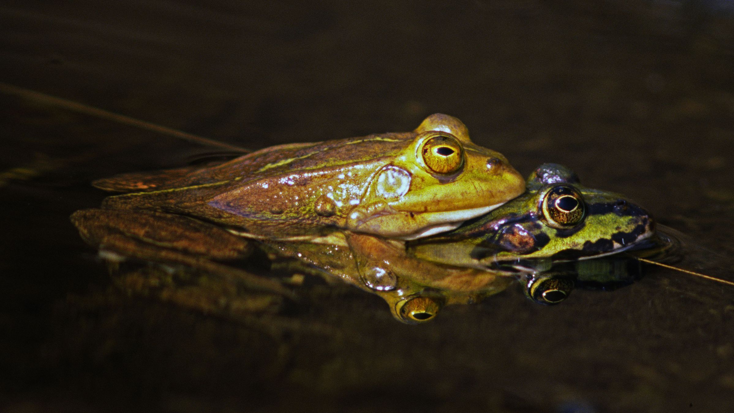 Teichfrösche bei der Paarung (Foto: Wolfgang Willner)