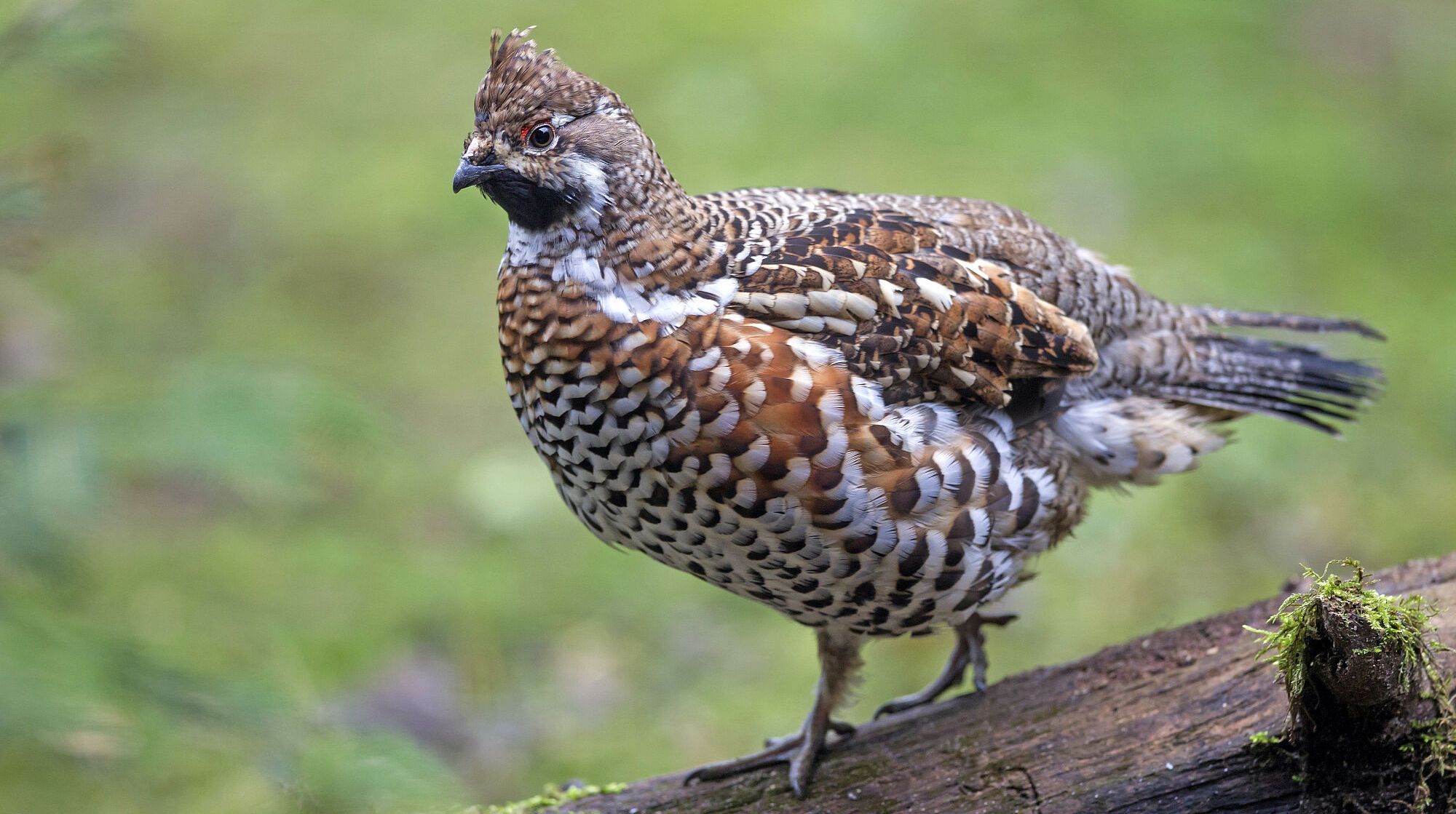 Ein braun-weiß gefleckter Hühnervogel sitzt auf einem Stück Totholz