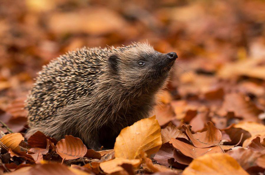 So helfen Sie dem Igel richtig - Bund Naturschutz