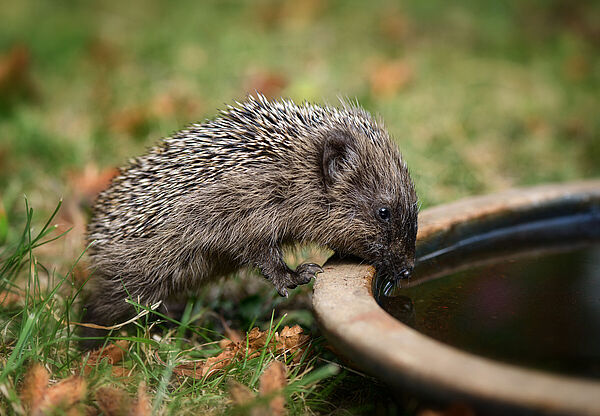 Gerade in Städten müssen Igel oft weite Strecken laufen, um Wasser zu finden Igeltränke: Ein junger Igel trinkt Wasser aus einem flachen Untersetzer für Topfpflanzen.