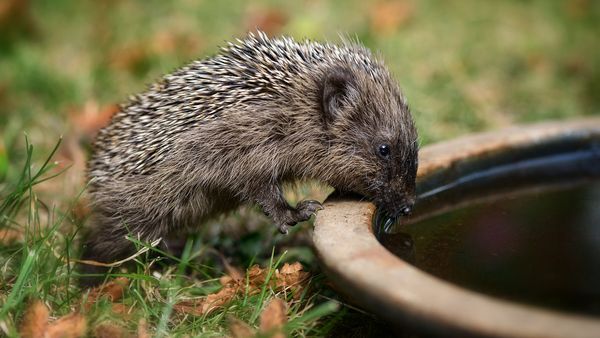 Gerade in Städten müssen Igel oft weite Strecken laufen, um Wasser zu finden Igeltränke: Ein junger Igel trinkt Wasser aus einem flachen Untersetzer für Topfpflanzen.