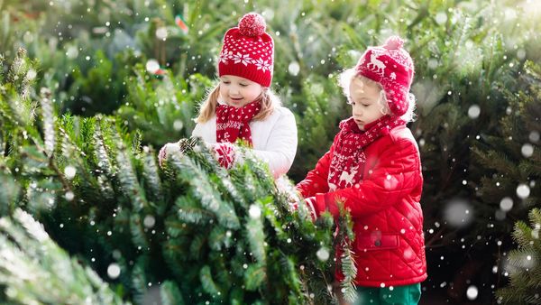 Nachhaltige Weihnachtsbäume: Zwei Kinder sehen sich einen Baum auf einem Markt für Weihnachtsbäume an. (Foto: famveldman/stock.adobe.com)