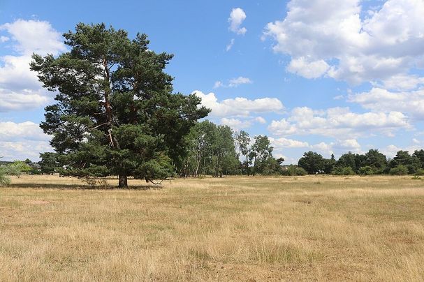 Moorenbrunnfeld