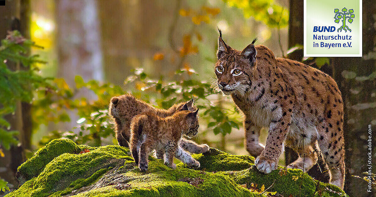 Über uns Wir schützen Bayerns Natur BUND Naturschutz