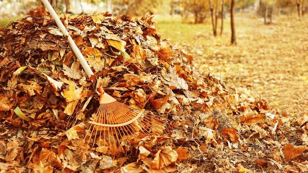 Mit einem Laubhaufen im Gartengeben Sie vielen Tieren Schutz und Lebensraum. (Foto: Africa-Studio/stock.adobe.com) Eine Harke liegt auf einem Haufen Laub.