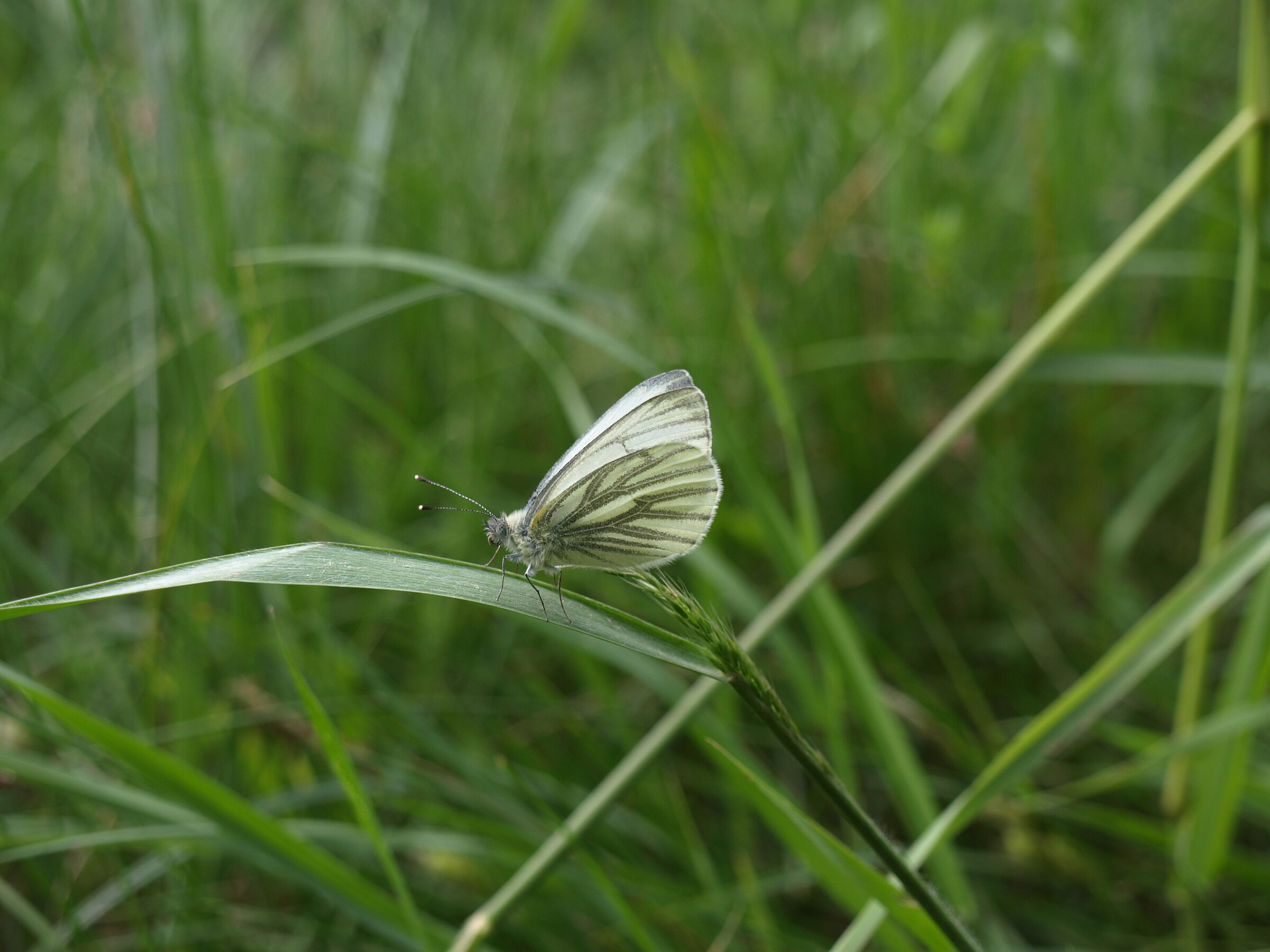 Weißling (Foto: Harald Hilbig) Ein weißer Schmetterling auf einem Grashalm