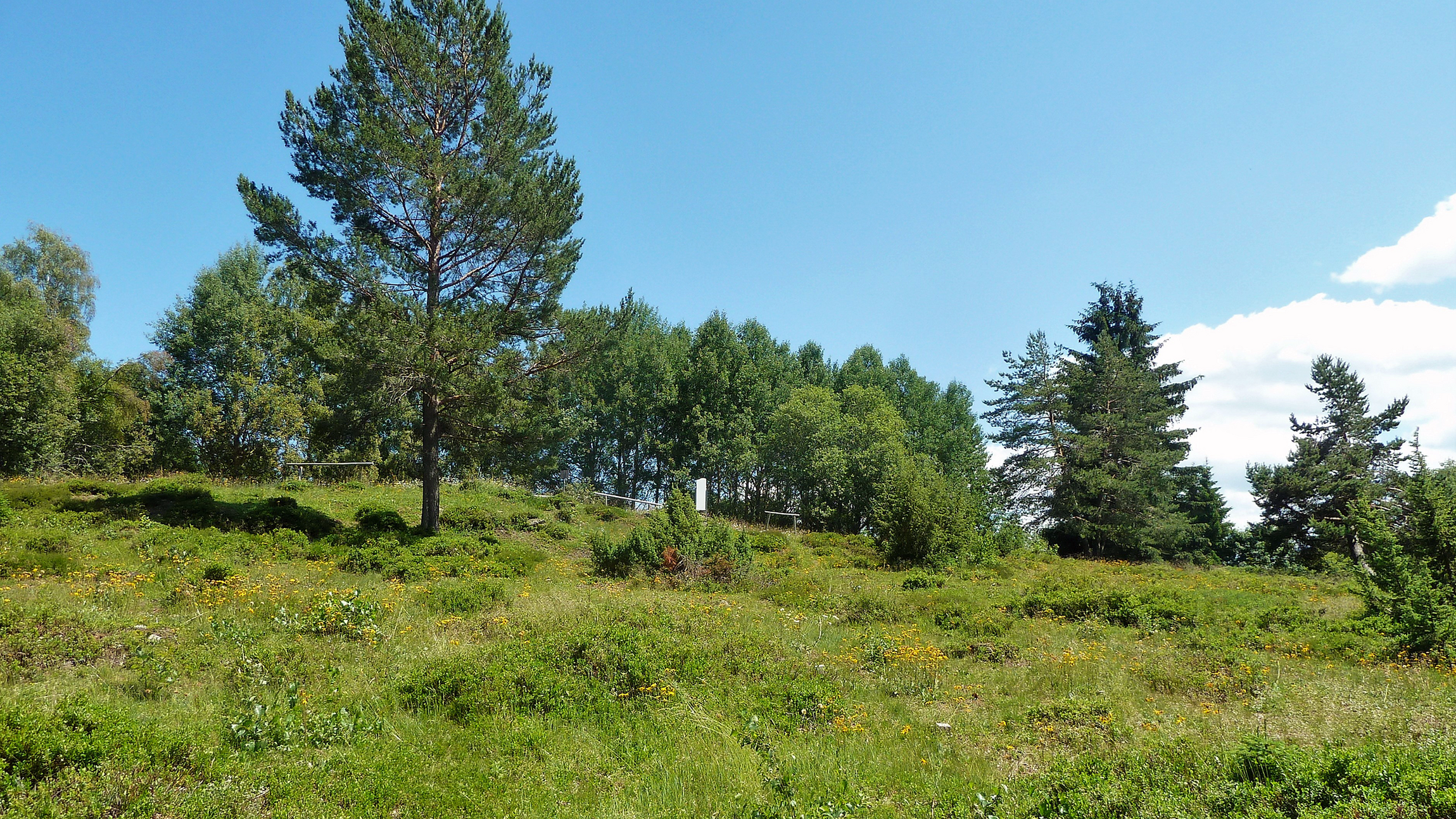 Bischofsreuter Viehwoid (Foto: Winfried Berner) Der Bischofsreuter Viehwoid, eine unebene Landschaft mit lockerem, gemischtem Baumbestand