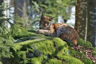 Der Luchs - eines der Symboltiere des Bayerischen Waldes (Foto: Rainer Simonis/Nationalparkverwaltung Bayerischer Wald)