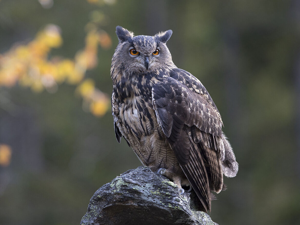Uhu (Foto: Marcus Bosch) Uhu auf Felsen