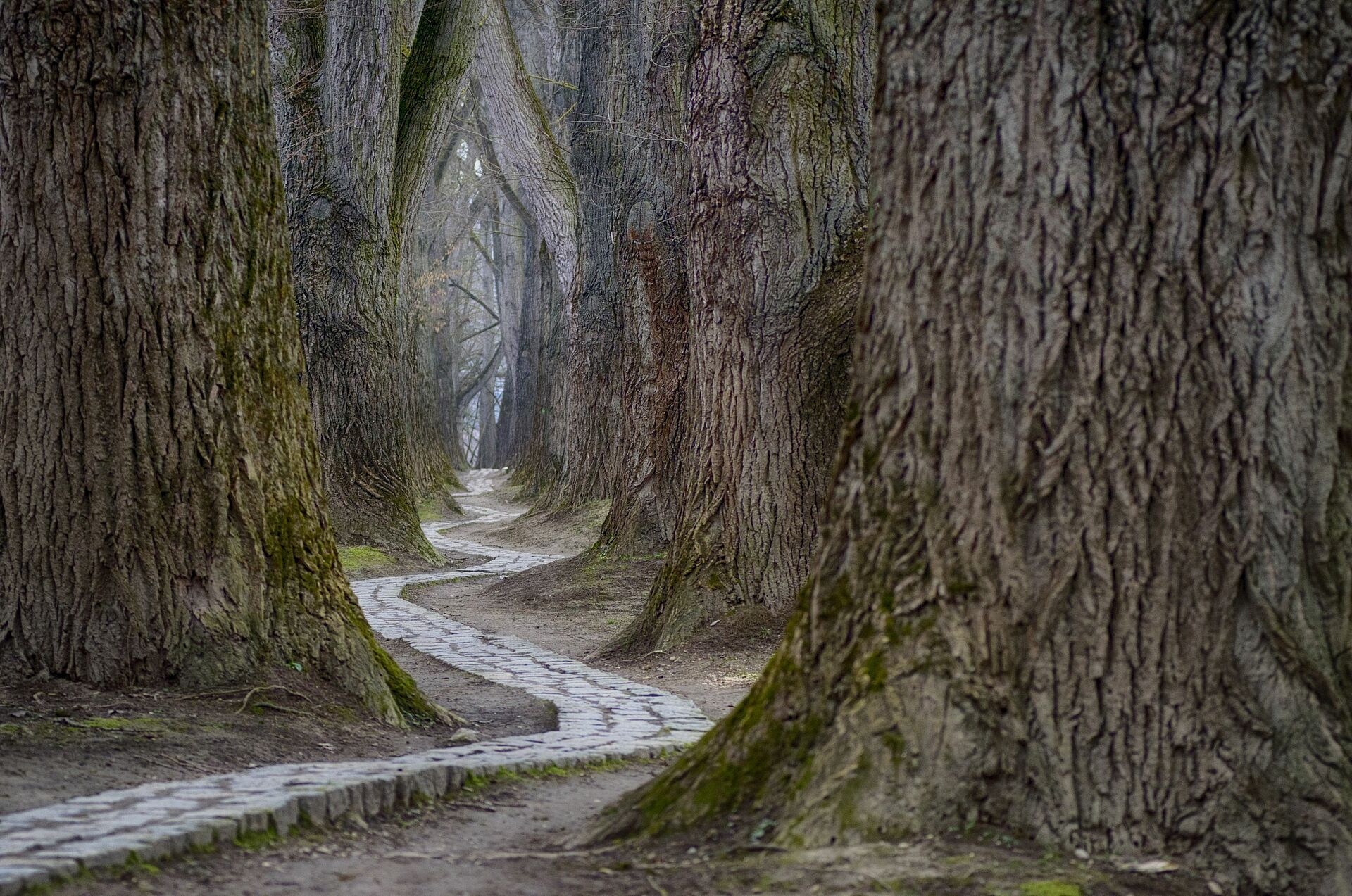 TAG DER ALLEE SONDERPREIS GEHT NACH REGENSBURG BUND Naturschutz in