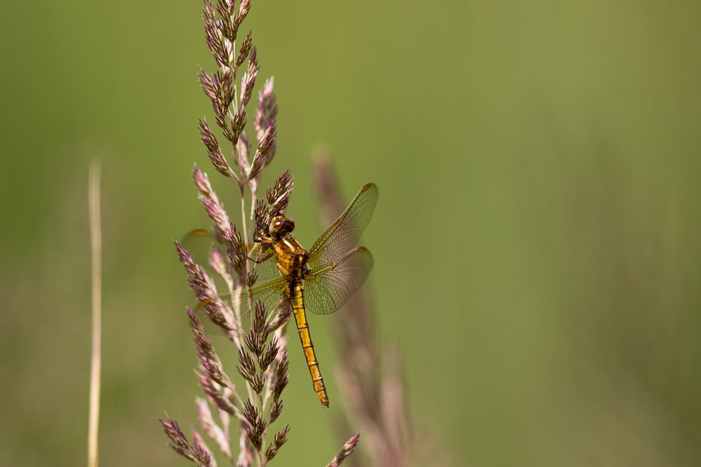 Ein weiblicher Kleiner Blaupfeil (Orthetrum coerulescens)