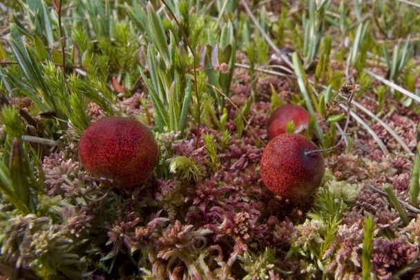 Drei rote Beeren auf einem Moospolster. (Foto: Thomas Stephan)