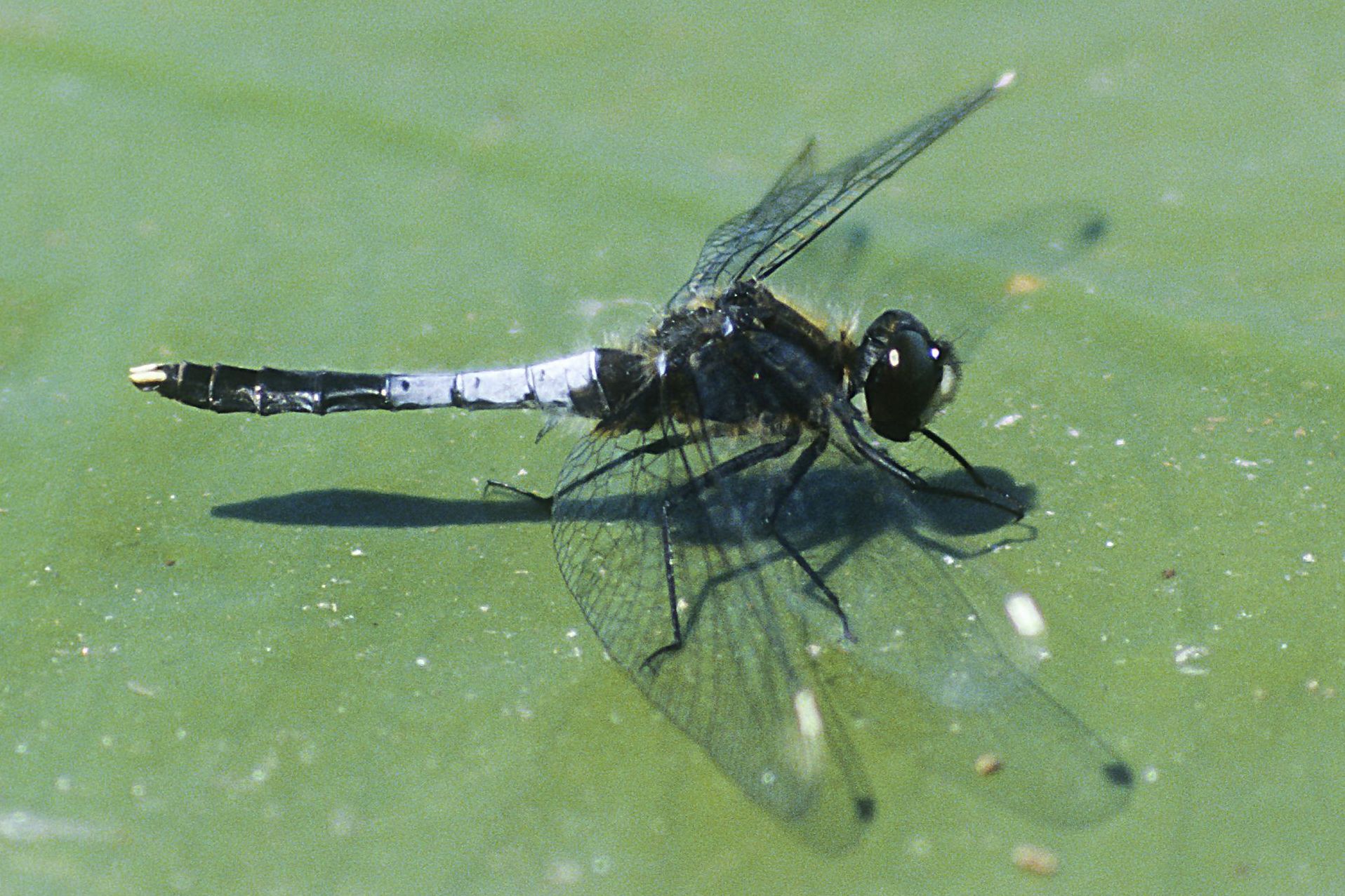 Zierliche Moosjungfer, Männchen (Foto: Heiko Bellmann)