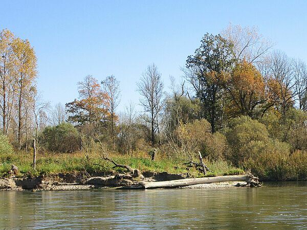 Rueckbau Uferversteinung Isarmuendung (Foto:G Kestel)