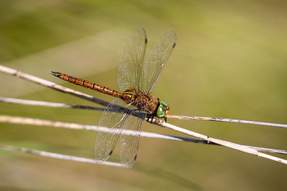 Männchen der Keilfleck-Mosaikjungfer (Foto: Falko Heidecke) Eine männliche Keilfleck-Mosaikjungfer (Aeshna isoceles)