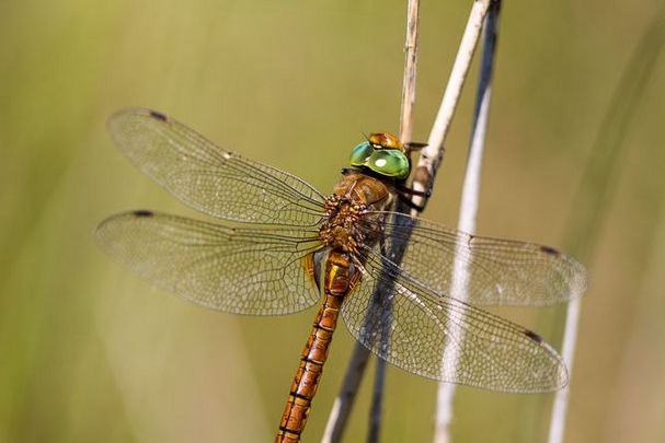 Männchen der Keilfleck-Mosaikjungfer (Foto: Falko Heidecke) Eine männliche Keilfleck-Mosaikjungfer (Aeshna isoceles)