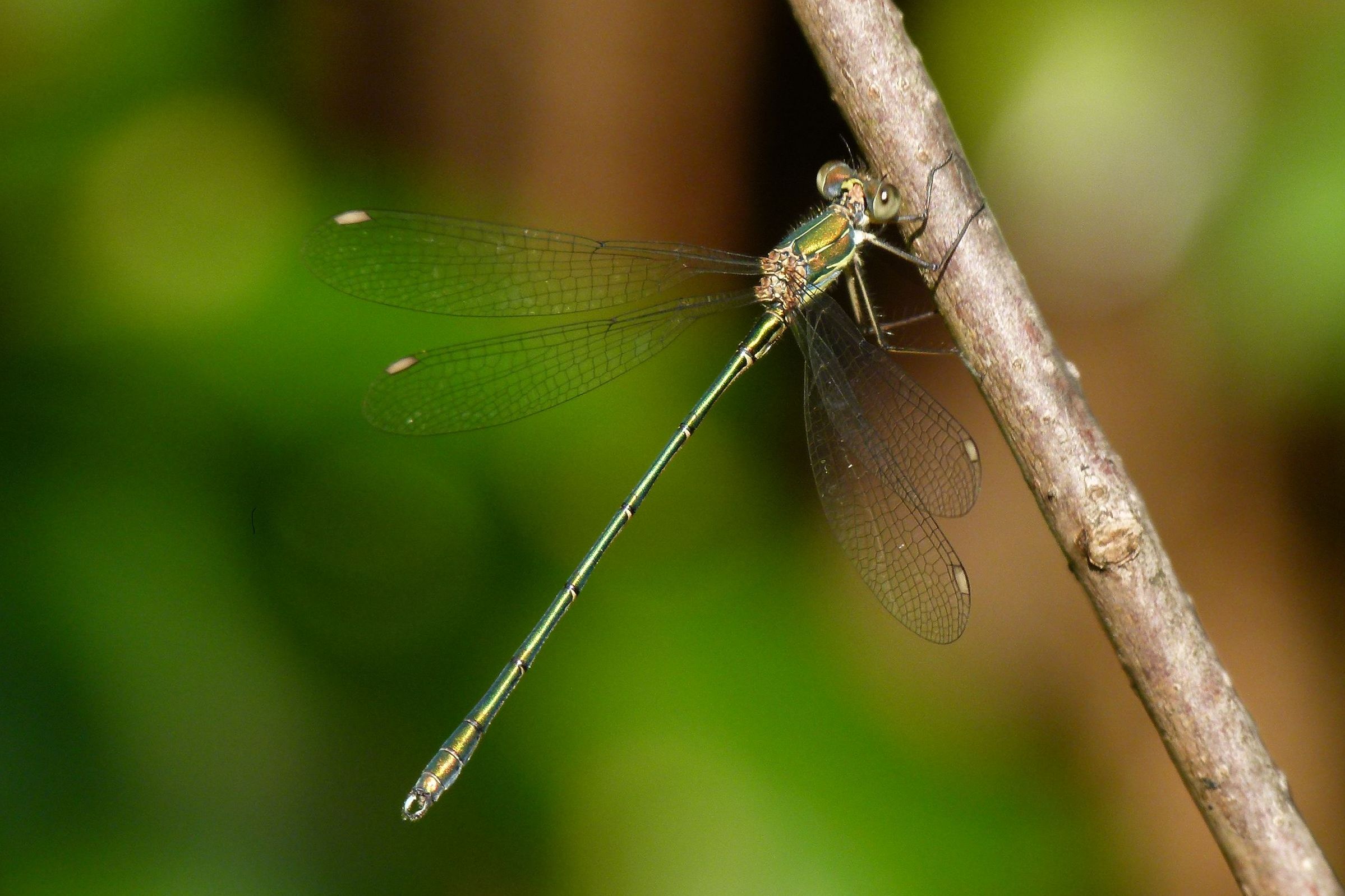 Eine männliche Westliche Weidenjungfer (Chalcolestes viridis)(Foto: Günter Farka)