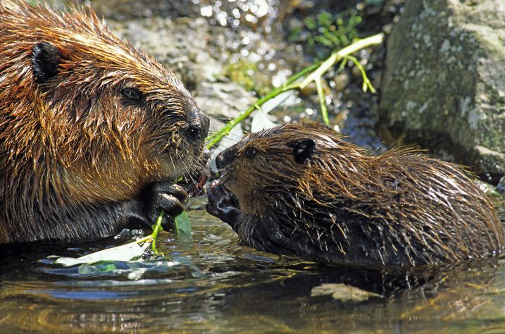 BIber-Mutter mit Biber-Kind (Foto: Wolfgang Willner)
