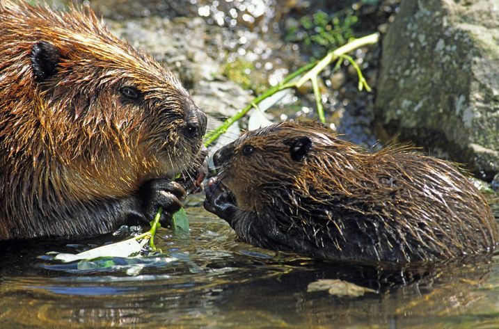BIber-Mutter mit Biber-Kind (Foto: Wolfgang Willner)