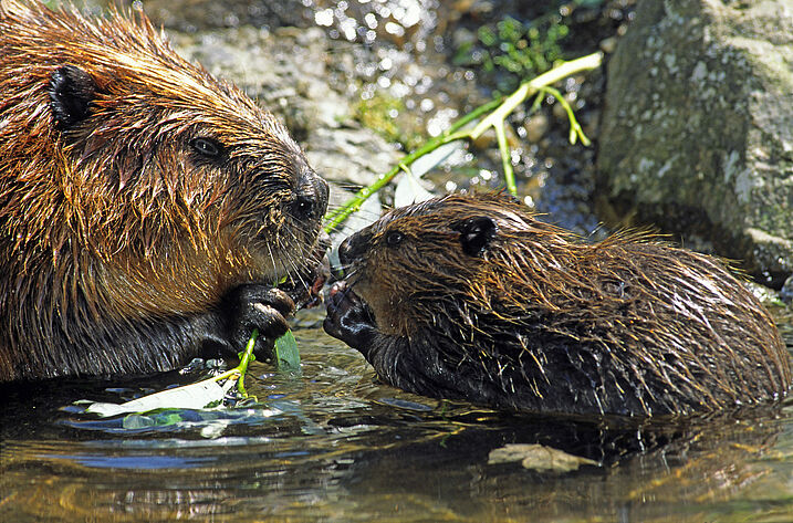 BIber-Mutter mit Biber-Kind (Foto: Wolfgang Willner)