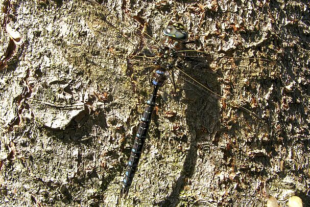 Eine männliche Hochmoor-Mosaikjungfer (Aeshna subarctica)