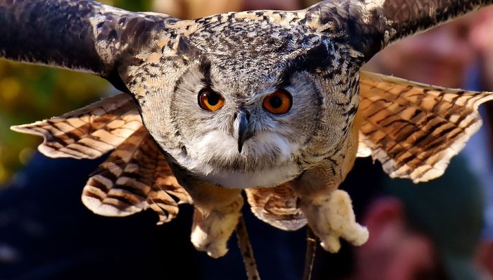 Der prüfende Blick auf Bayerns Natur und Umwelt - ermöglicht durch unsere finanzielle und politische Unabhängigkeit (Foto: pixabay).