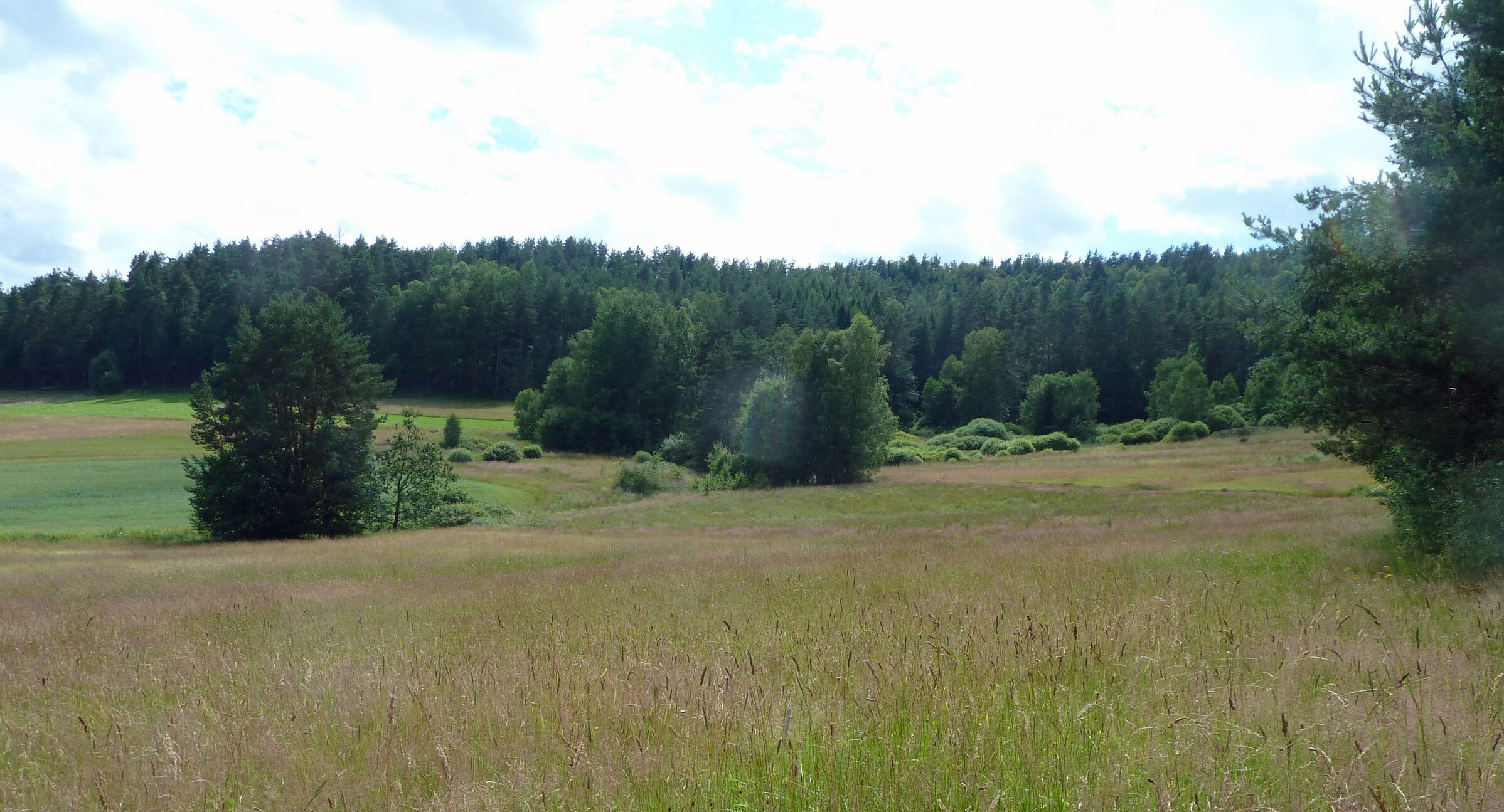 Extensiv bewirtschaftete Wiese im oberen Püttlachtal