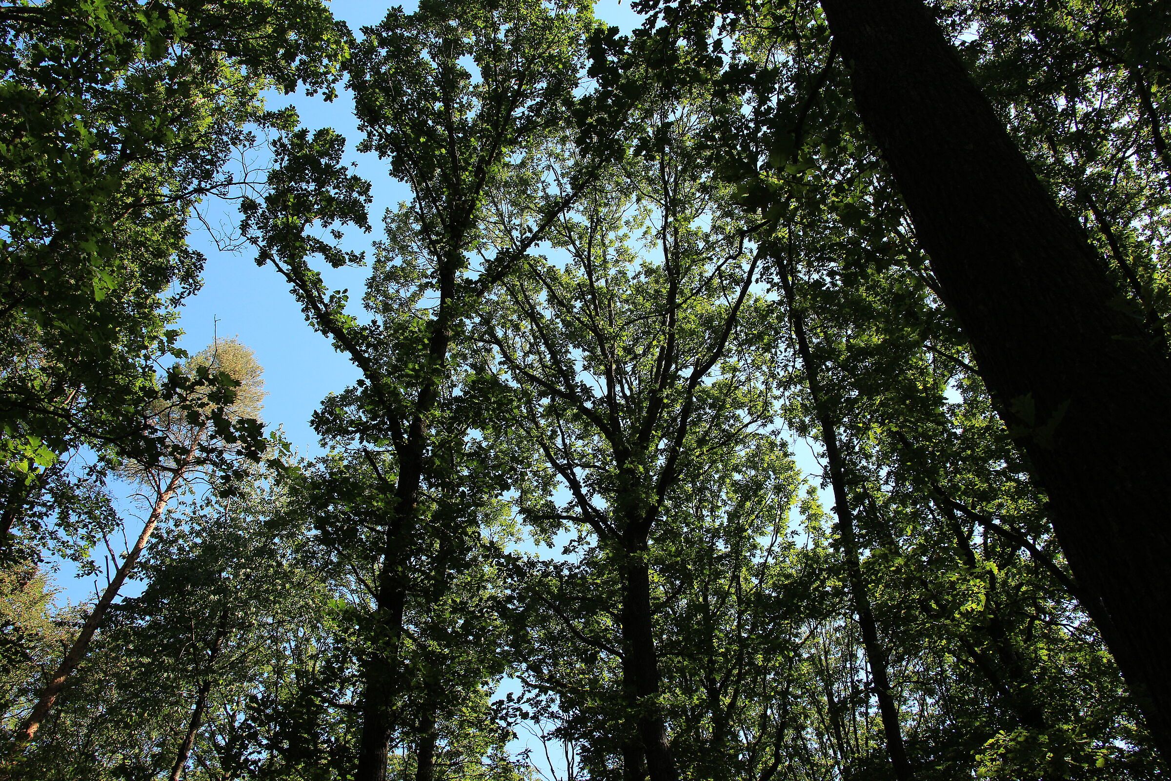 Nach Kahlfraß wiederbelaubter Eichenwald bei Rüdisbronn (Foto: BN)