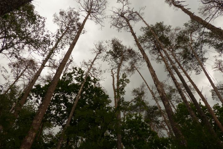 Waldsterben 2.0: Die extreme Trockenheit ließ in Bayern vielerorts Bäume absterben, wie diese Kiefern im Landkreis Fürth (Foto: Sauerland Dreh euronews).