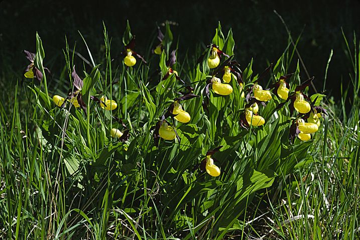 Gefährlich schön: Die auffälligen Blüten des Frauenschuhs wecken auch Begehrlichkeiten (Foto: Wolfgang Willner) Gelber Frauenschuh in voller Blüte, wegen der Blütezeit wird er auch Pfingstblume genannt