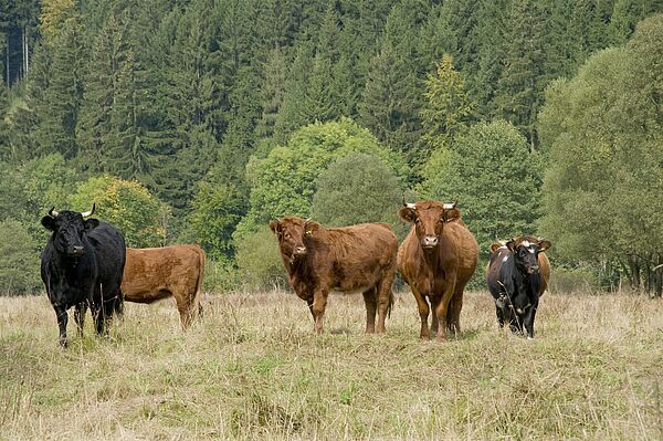 Schwarze und braune Rinder auf einer ungemähten Wiese, im Hintergrund sieht man Wald (Foto: Thomas Stephan)