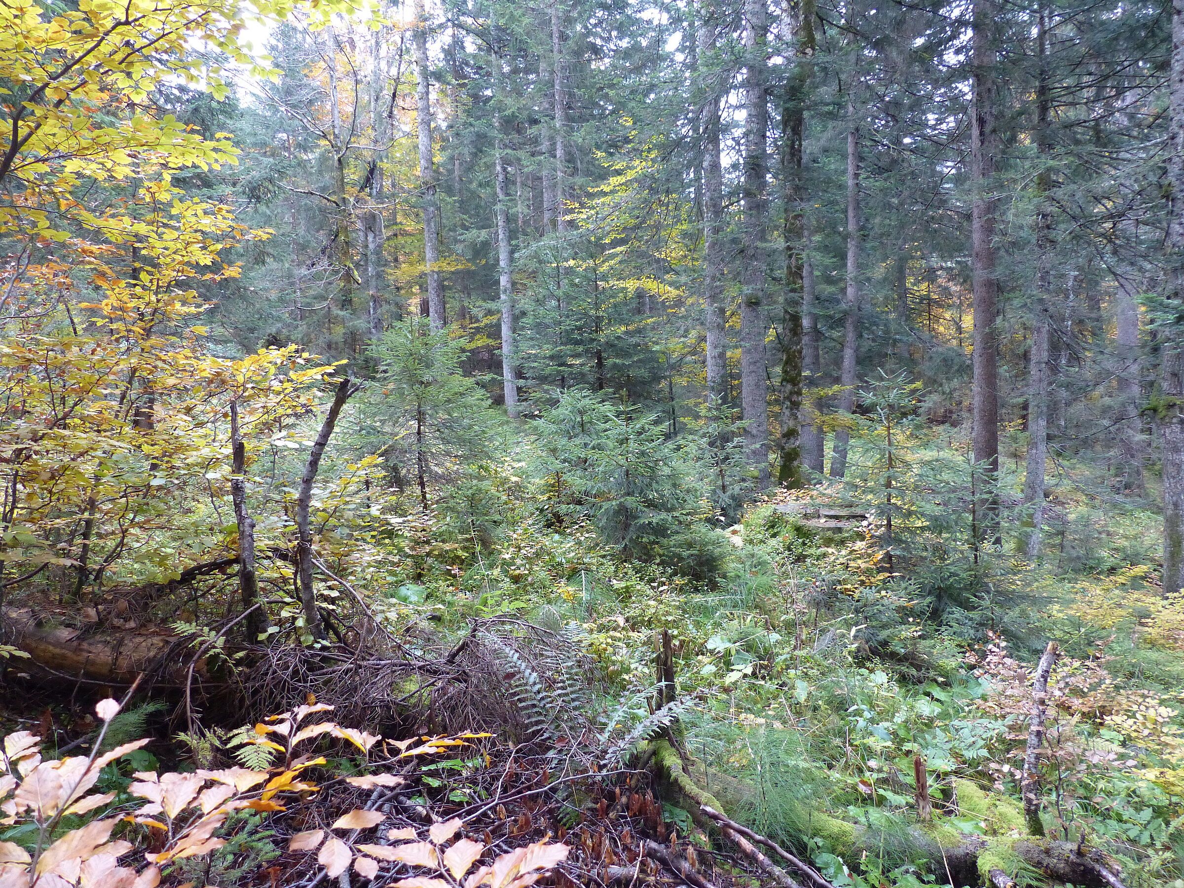 Üppige Naturverjüngung der Tanne im Forstbetrieb Sonthofen (Foto: Marion Betzler)