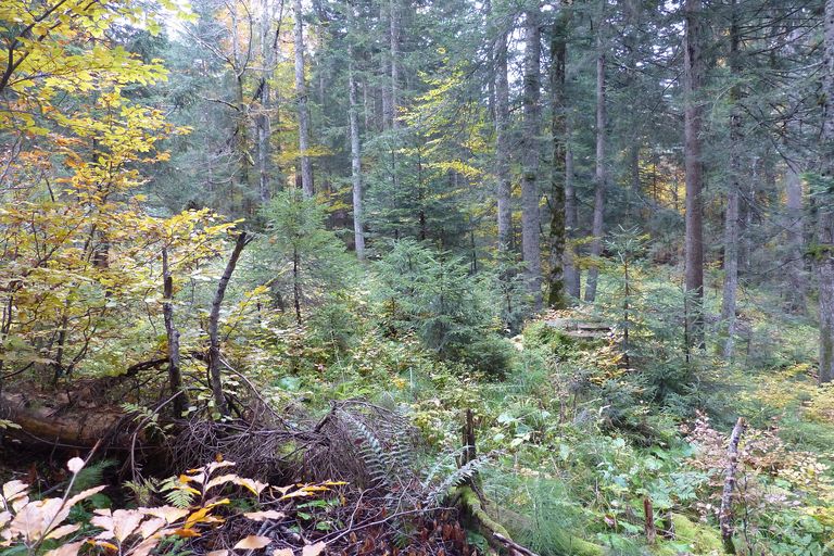 Foto: BN Ein Mischwald mit vielen kleinen Bäumen unter den großen Bäumen.