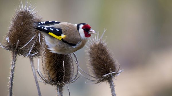 Pflanzenstängel sind eine wichtige Nahrungsquelle im Winter. Hier freut sich ein Stieglitz darüber. (Foto: Marc Stephan/fotolia.com) Ein Stieglitz sitzt auf dem verblühten Kopf eines Pflanzenstängels.