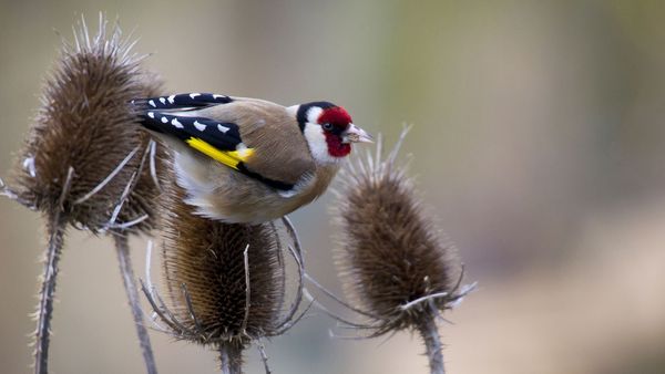 Mit einem naturnahen Garten kann man Vögeln wirklich helfen: Lassen Sie Stauden und Gräser stehen, denn dort finden Vögel Insekten und Körner als Nahrung. (Foto: Marc Stephan/stock.adobe.com) Ein Stieglitz sitzt auf der verwelkten Blüte einer Distel und pickt Samenkörner.