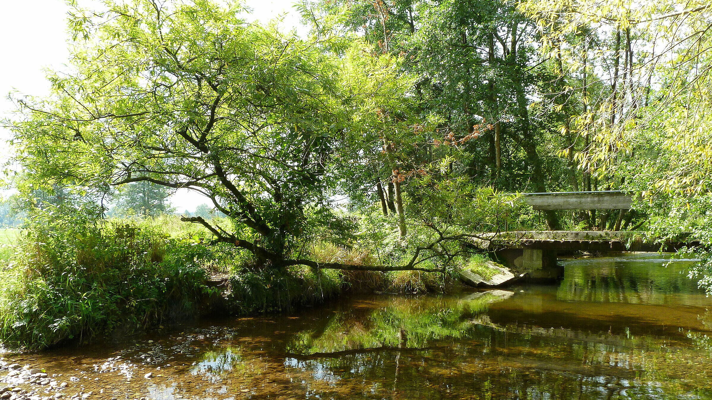 Westliche Günz (Foto: Winfried Berner) Die Westliche Günz, ein klarer Fluss, in den begrünte Zweige hineinragen. Das Ufer ist dicht bewachsen.
