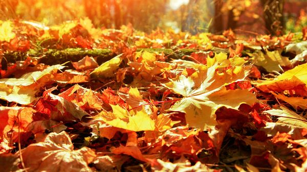 Laub dient als Humus und Dünger und schützt den Boden. (Foto: Thaut Images/stock.adobe.com) Nahaufnahme von gelbem Laub am Boden in goldenem Herbstlicht.