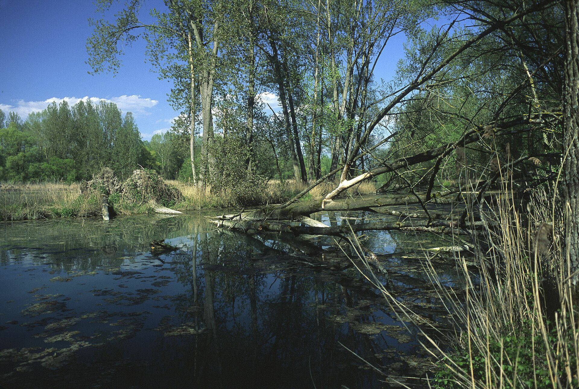 Bedrohung von Flüssen und Auen BUND Naturschutz (BN)