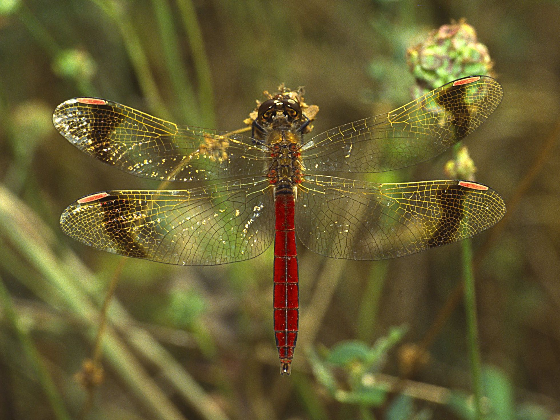 Männliche Gebänderte Heidelibelle (Sympetrum pedemontanum).