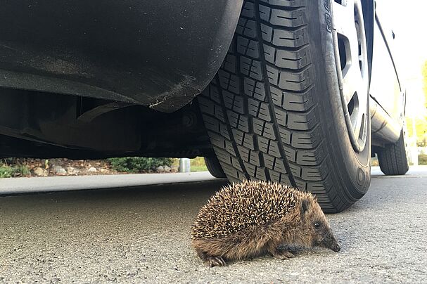 Igel auf der Straße, Foto Martina Gehret Igel auf der Straße, Foto Martina Gehret