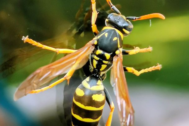 Wespe, Foto: Pexels, Susi Lessing