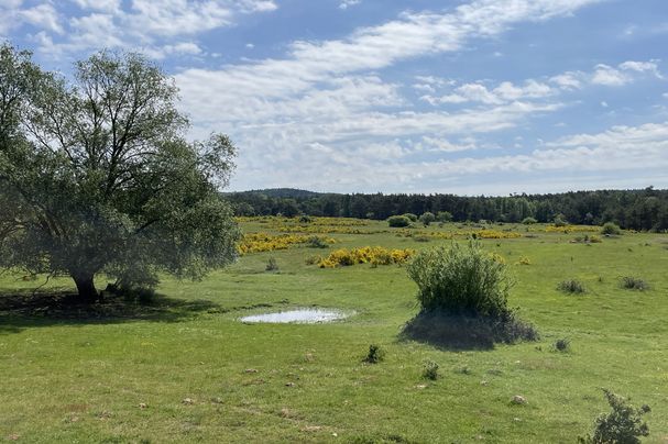 grosse Wiesenfläche mit einer Wasserstelle und blühendem Ginster