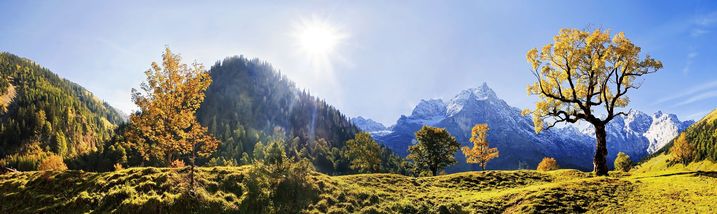 Der Bergwald erfüllt viele Funktionen, meist handelt es sich um von Nadelbäumen dominierten Mischwald. (Foto: Foto: Michael/AdobeStock) Blick auf bunt gefärbte Ahornbäume, im Hintergrund bewaldeter und schneebedeckter Gipfel
