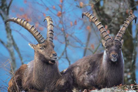Alpensteinbock (Foto: Willner)