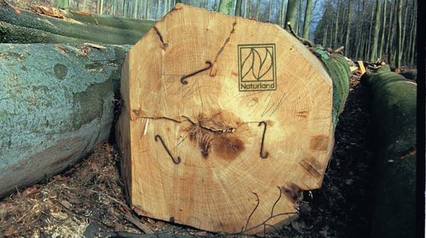 Gütesiegel helfen bei der Auswahl des Holzes. Vor allem das Siegel von Naturland, teilweise auch jenes von FSC bieten eine gute Orientierung. (Foto: Naturland) Gütesiegel für Holz: Ein gefällter Buchenstamm trägt das Naturland-Logo.