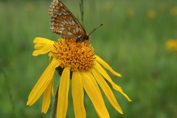 Ein braun-weißer Falter sitzt auf einer gelben Blume (Foto: Nora Sichardt) 