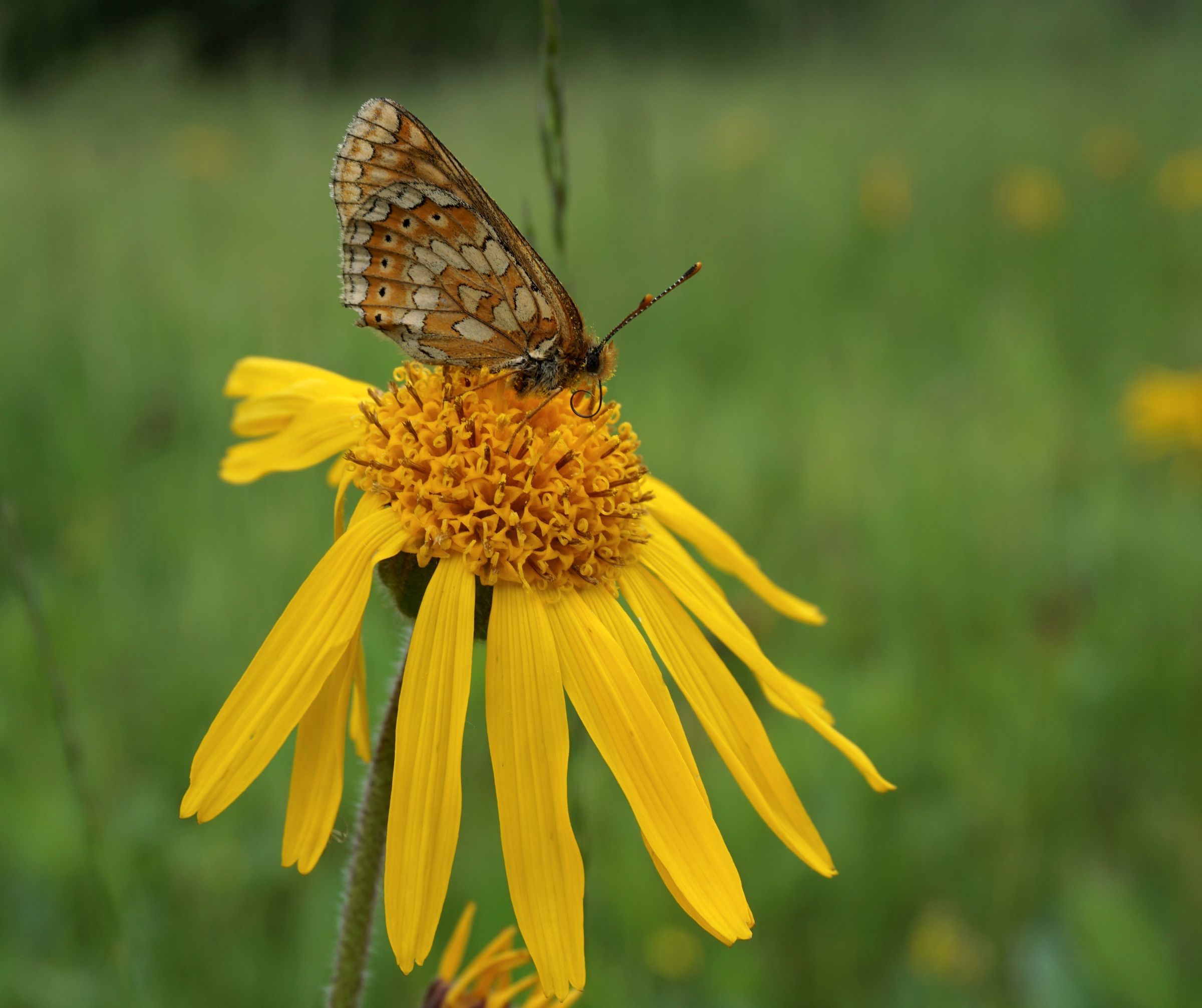 Ein braun-weißer Falter sitzt auf einer gelben Blume (Foto: Nora Sichardt) 