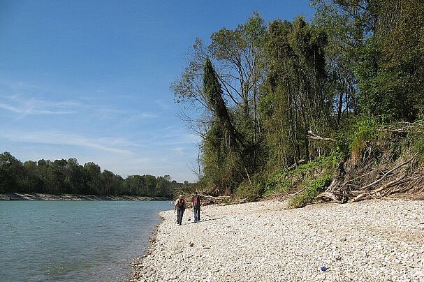 renaturierte Salzach