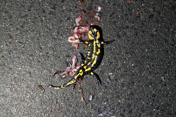 Vom Straßenverkehr getöteter Feuersalamander zwischen Erlach und Ansbach. Foto: Bernhard Arnold