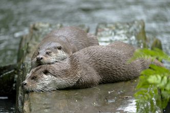 Fischotterschutz in der Warteschleife: Zwei Fischotter liegen auf einem Stein